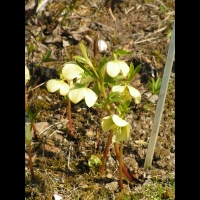 Hellebore du Caucase - Helleborus Caucasicus (fam Renonculacees) (Caucase) (01)